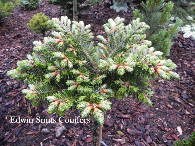 Abies fraseri 'Pine Glen'